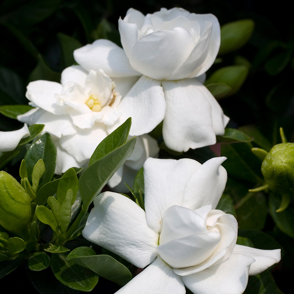 Gardenia Jasminoides - 9cm Pot