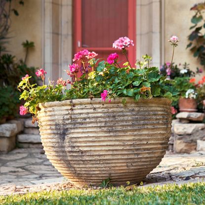 large planter with geraniums