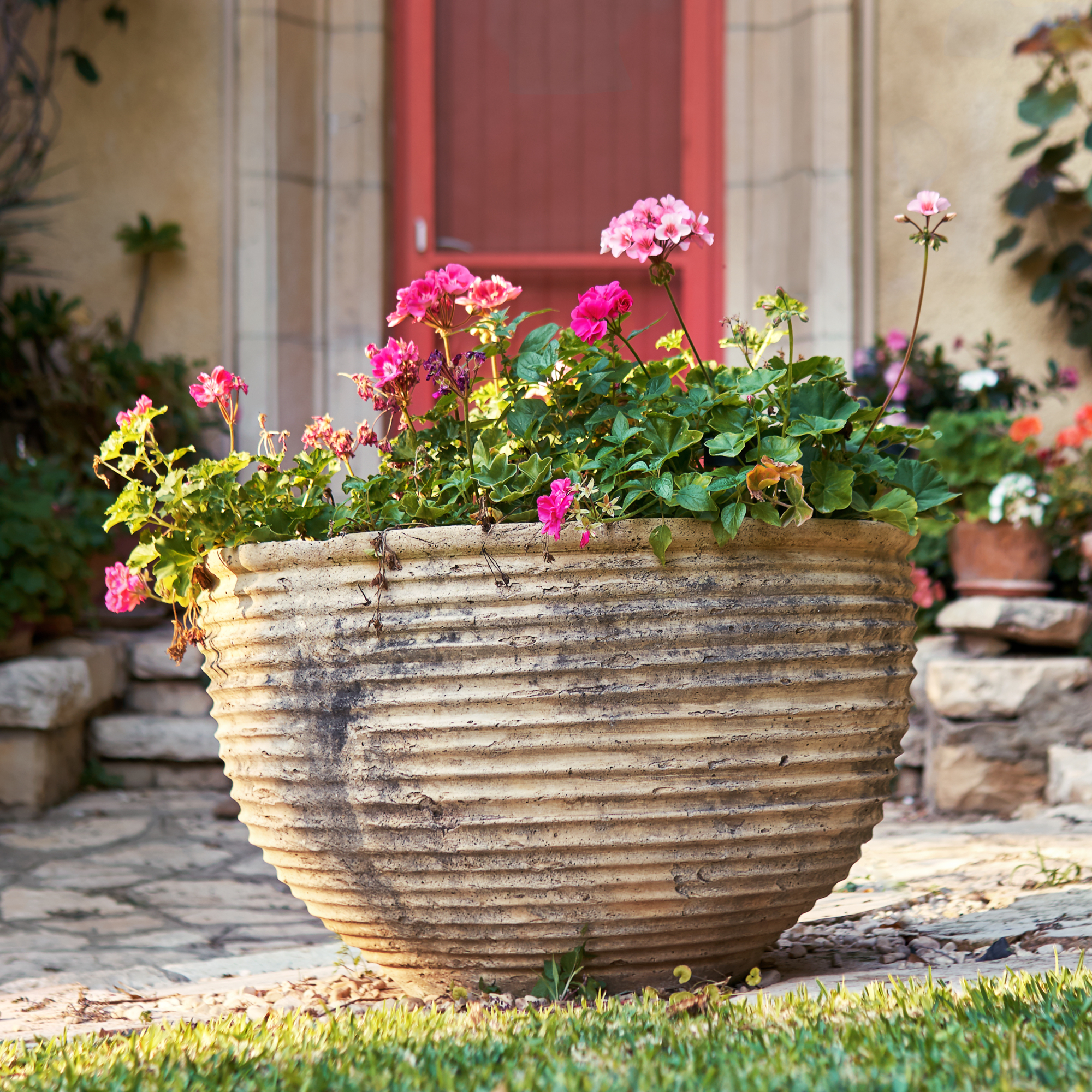 large planter with geraniums