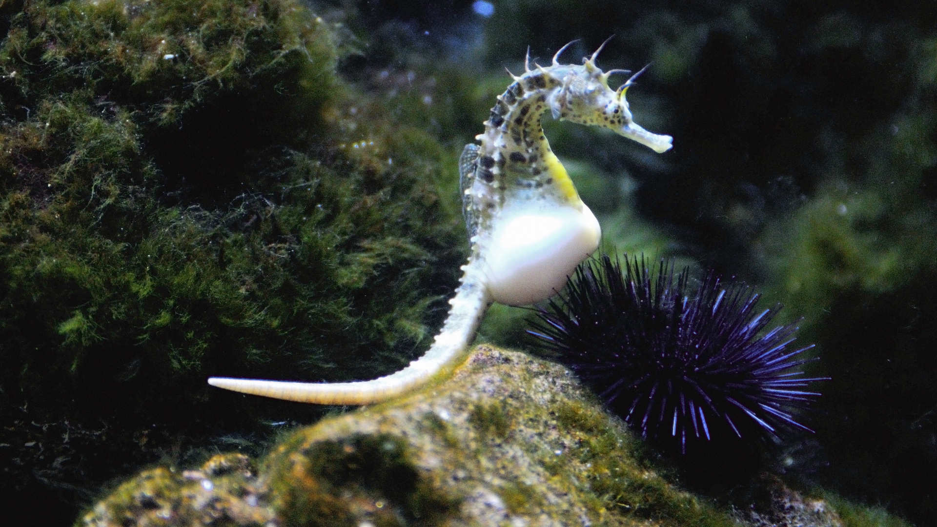 Pregnant male seahorse
