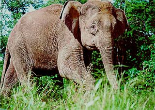 An Asian elephant.