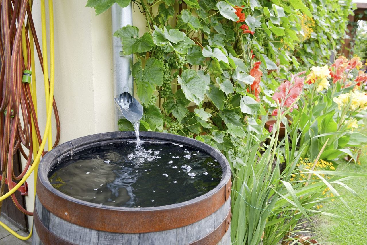 rain barrel mosquito