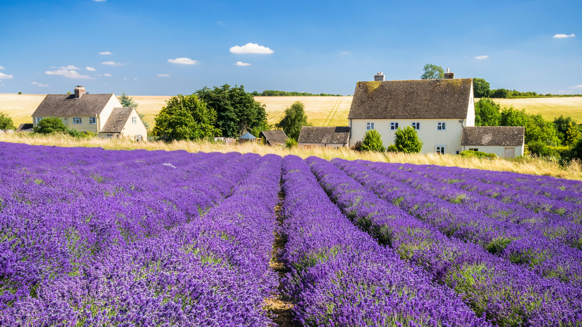 Alan Titchmarsh tips on growing lavender in your garden