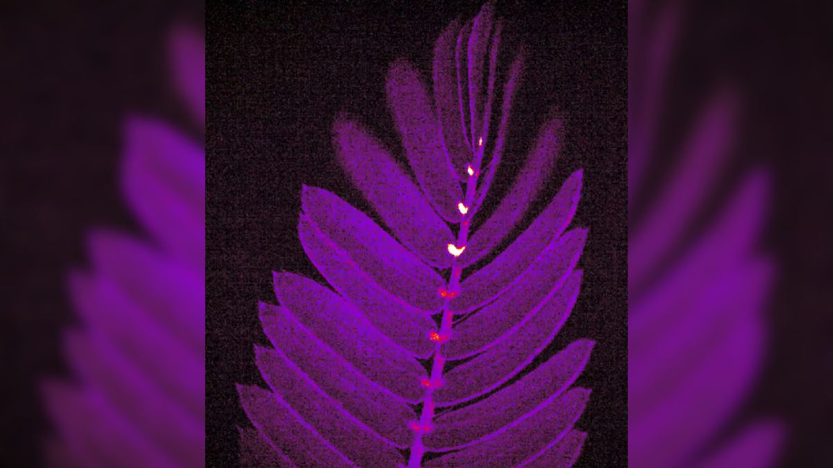 Fluorescent flashes reveal the leaf-closing secrets of 'touch-me-not' plant