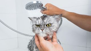 Grey persian cat being washed