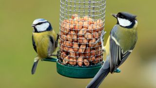 picture of two blue tits eating from a bird feeder together