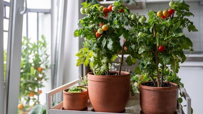Cherry tomato plants growing in containers with ripe fruits