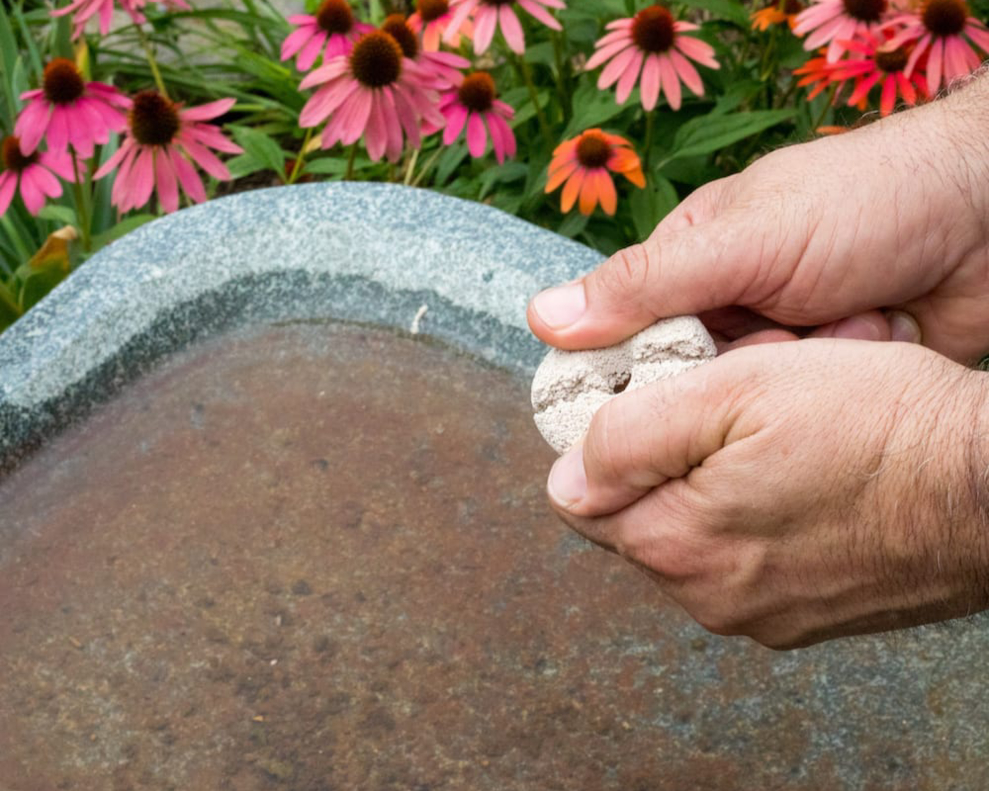 Man breaks mosquito dunk in half to prevent mosquitoes in bird bath