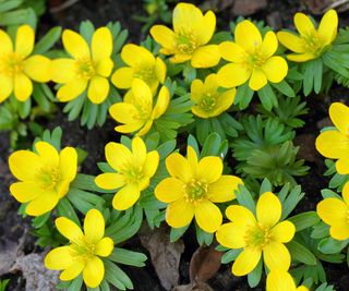 Cheerful yellow flowers of a clump of winter aconites (Eranthis)