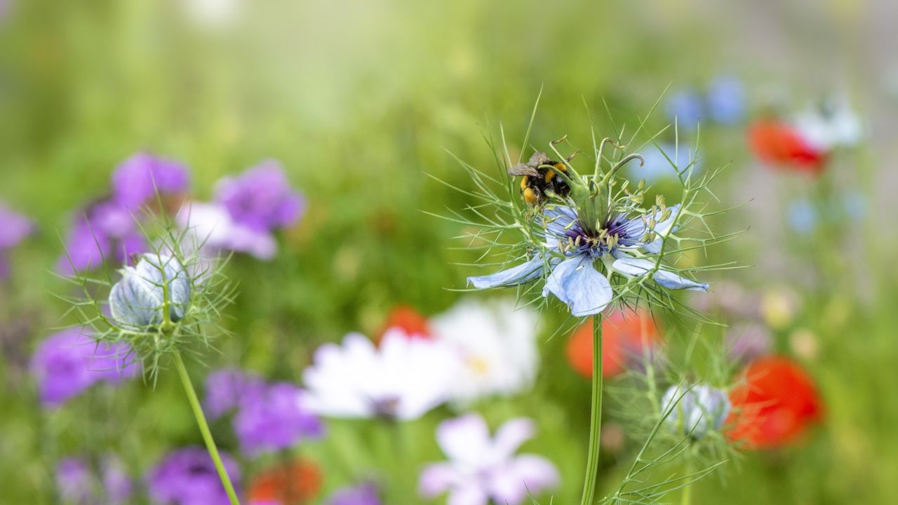 Nigella blooms in pale blue with a bee 