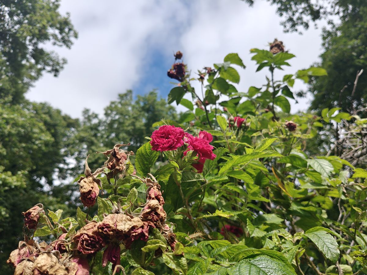 OnePlus Nord 4 camera sample
