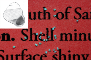 The newly identified snail, the world's smallest on record, is tiny compared to the font used in the journal ZooKeys.