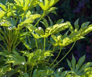 Sunlit Pear Plant (Fatsia japonica)