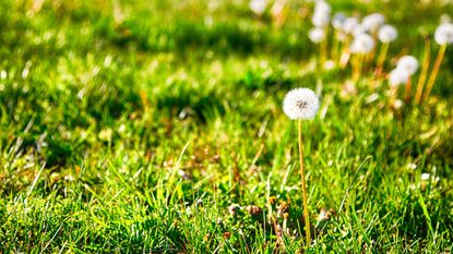 Dandelion clocks