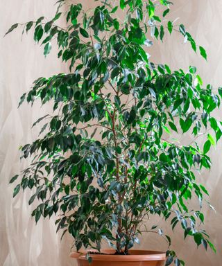 weeping fig plant