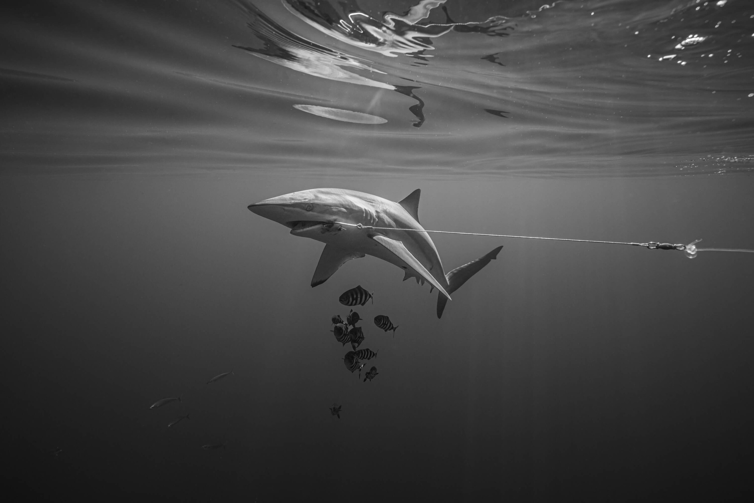 Silky shark snagged on long fishing line followed by group of fish.