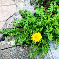 dandelion weeds in paving