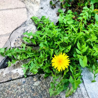 dandelion weeds in paving