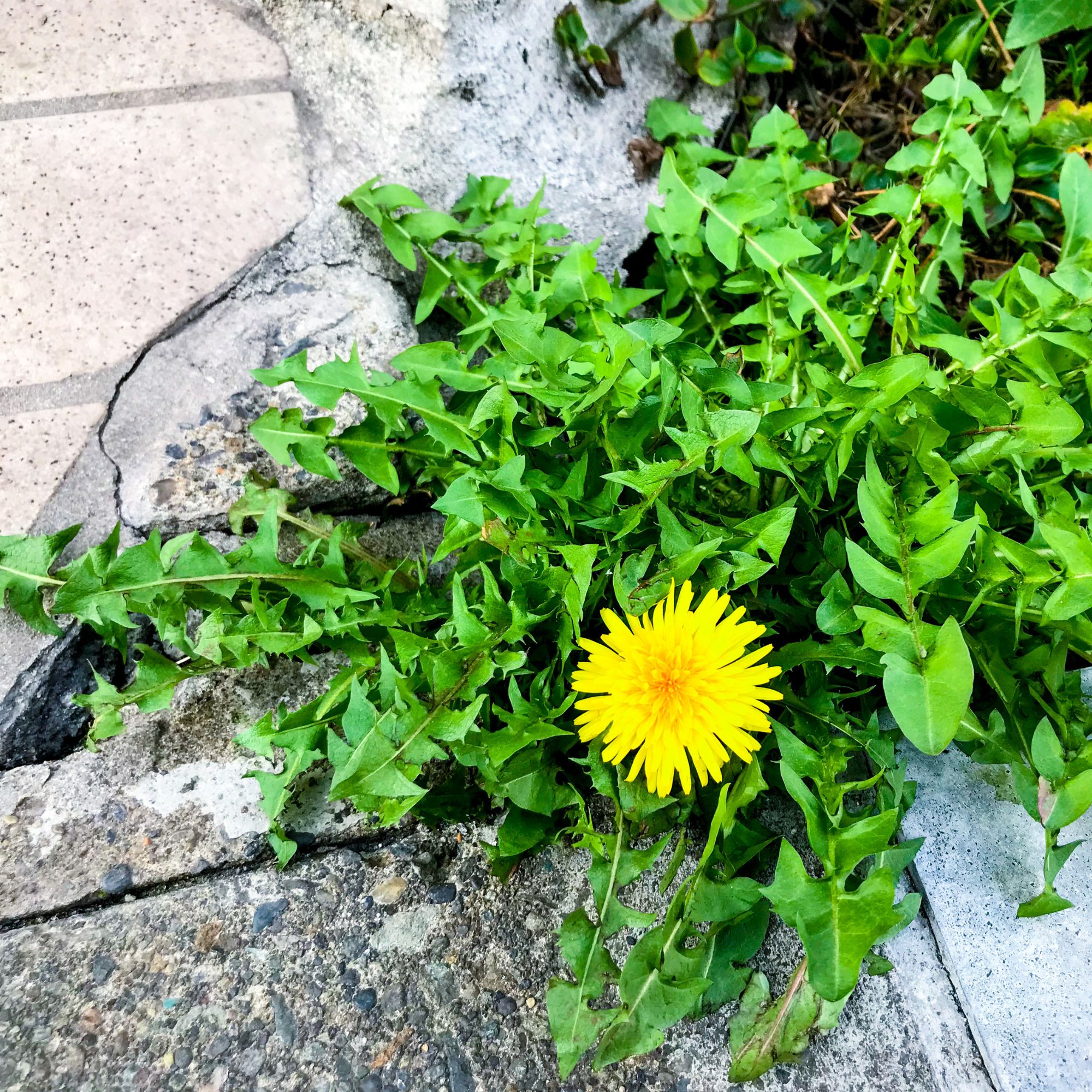 dandelion weeds in paving