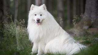 32 of the best outdoor dog breeds