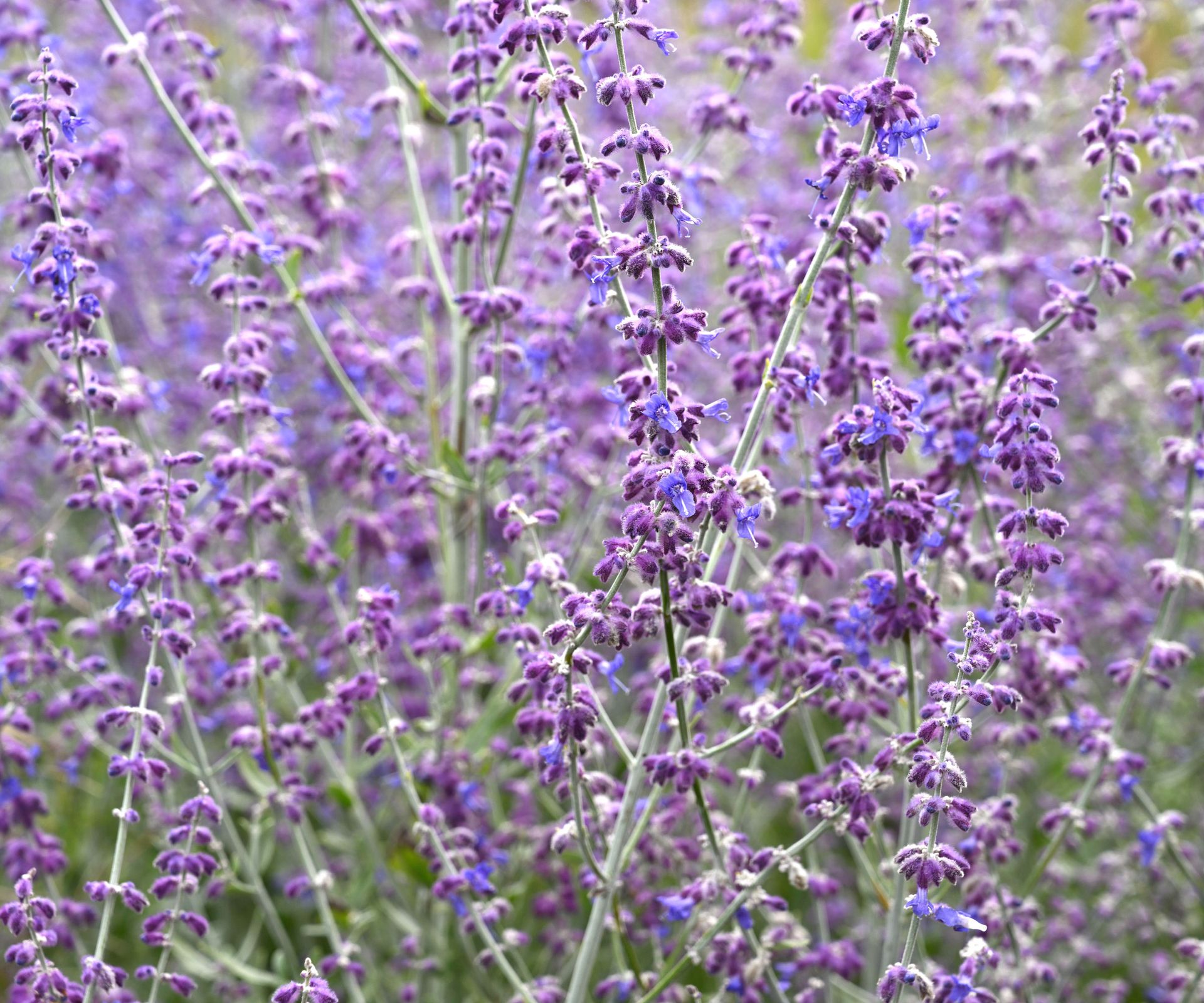 Russian sage Little Spire variety with purple flowers
