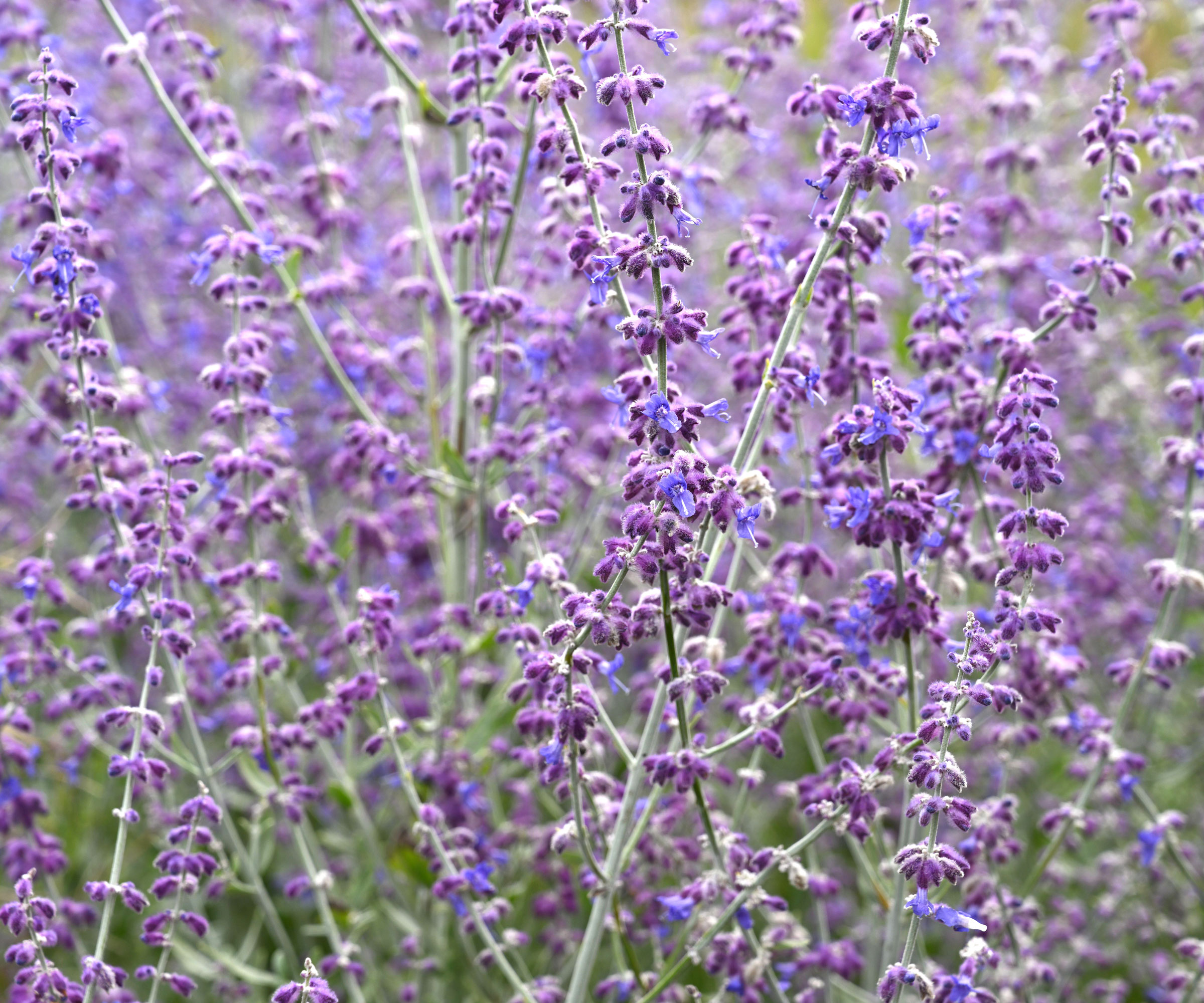 Russian sage Little Spire variety with purple flowers