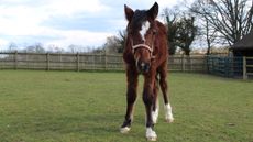 Abandoned foal rescued Buckinghamshire