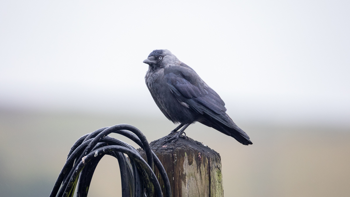 black bird on a wooden post