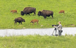 The American Buffalo on PBS