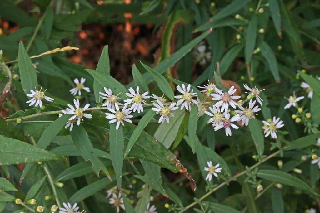 White Flowered Calico Asters