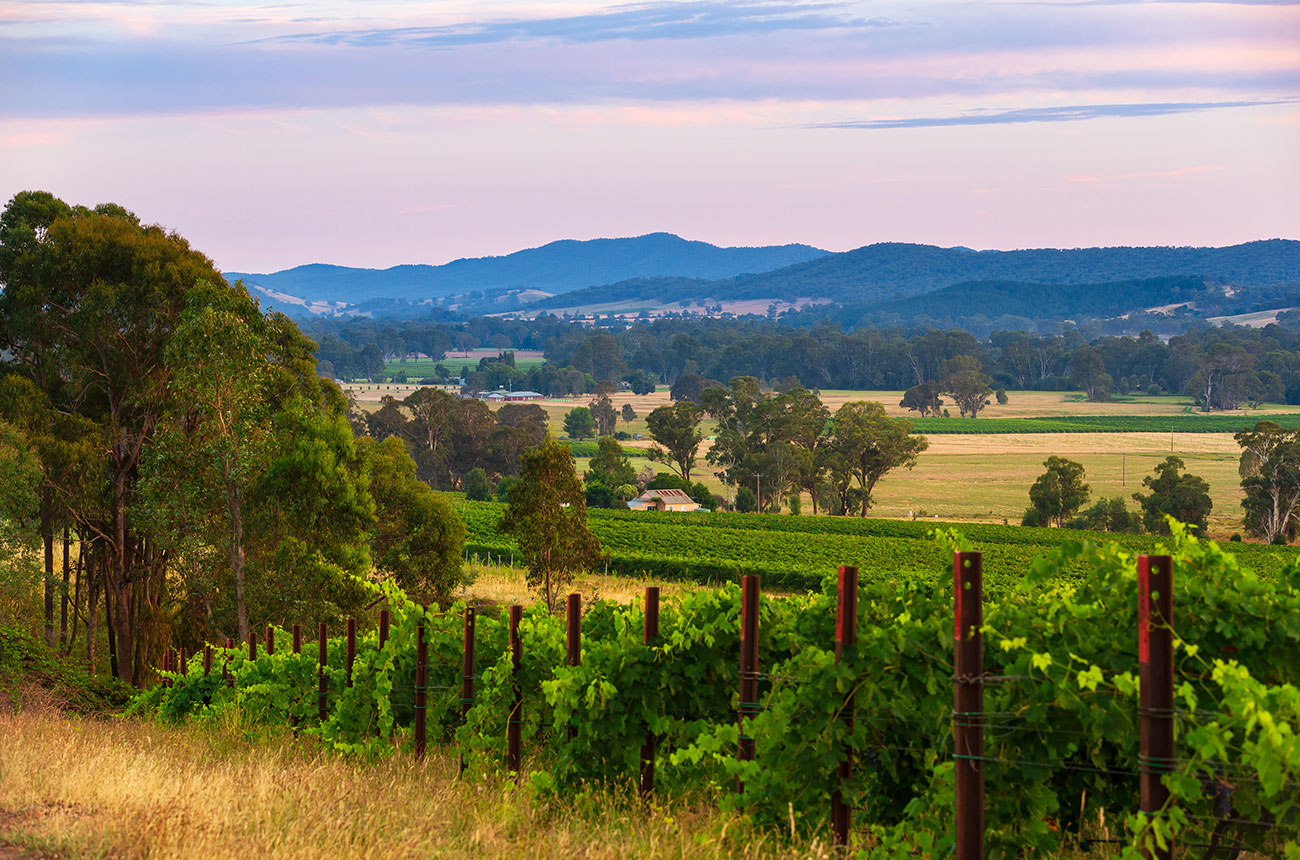 Pizzini Wines in King Valley, Victoria, Australia