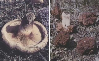 mushroom images from A Mycological Foray: Variations on Mushrooms