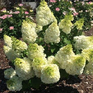 Jumbo Pint Moonrock Hardy Hydrangea (Paniculata) Live Shrub, Cream and Lime Green Flowers