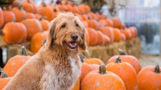 dog-friendly pumpkin patches in the US