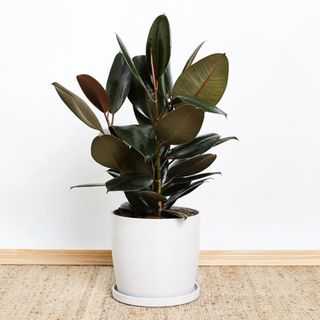 rubber plant in pot from greendigs