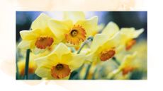 picture of yellow daffodils with a border 