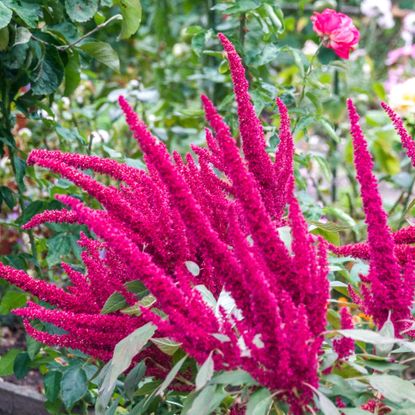 Amaranth flowers