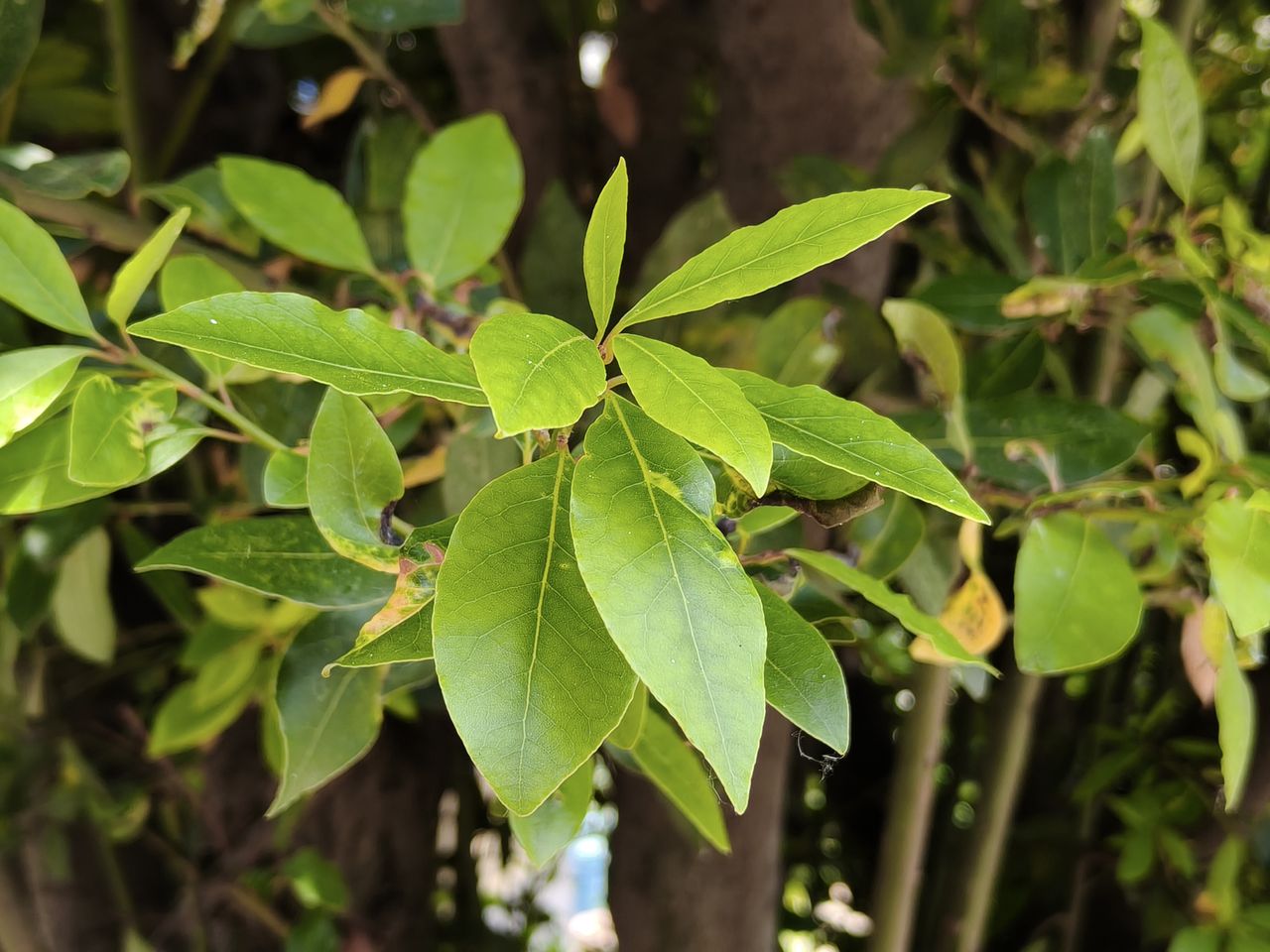 realme GT 7 voorbeeldfoto