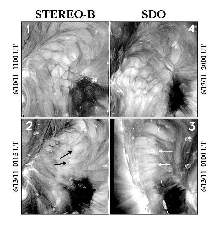 Coronal images from June 10 to June 17, 2011, showing that the cells change to elongated plumes when seen in perspective.