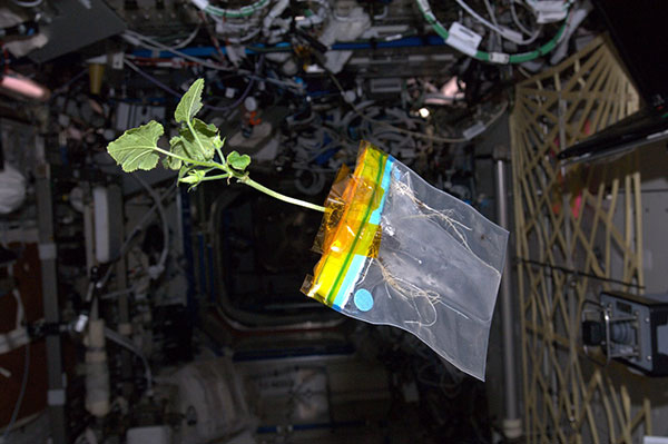 Zucchini Plant Floats Aboard the ISS