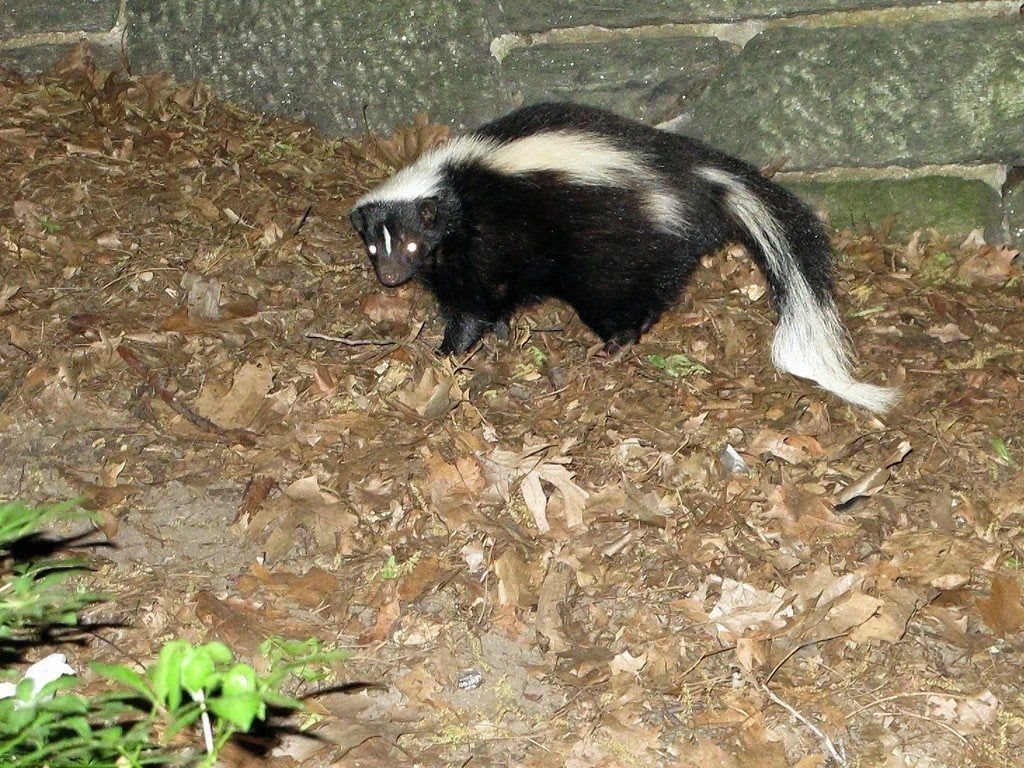 Skunk In The Garden