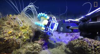 Squishy Fingers robot collects coral.