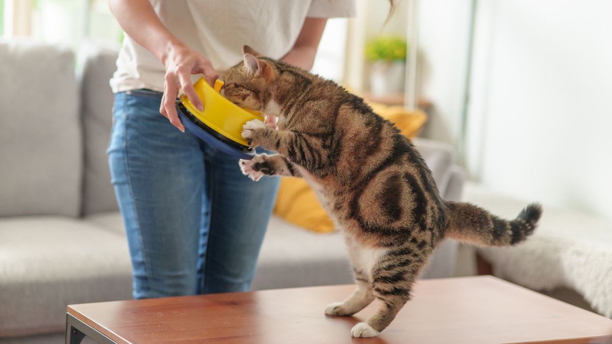 Cat standing on hind legs with face in food bowl being held by woman&#039;s hands