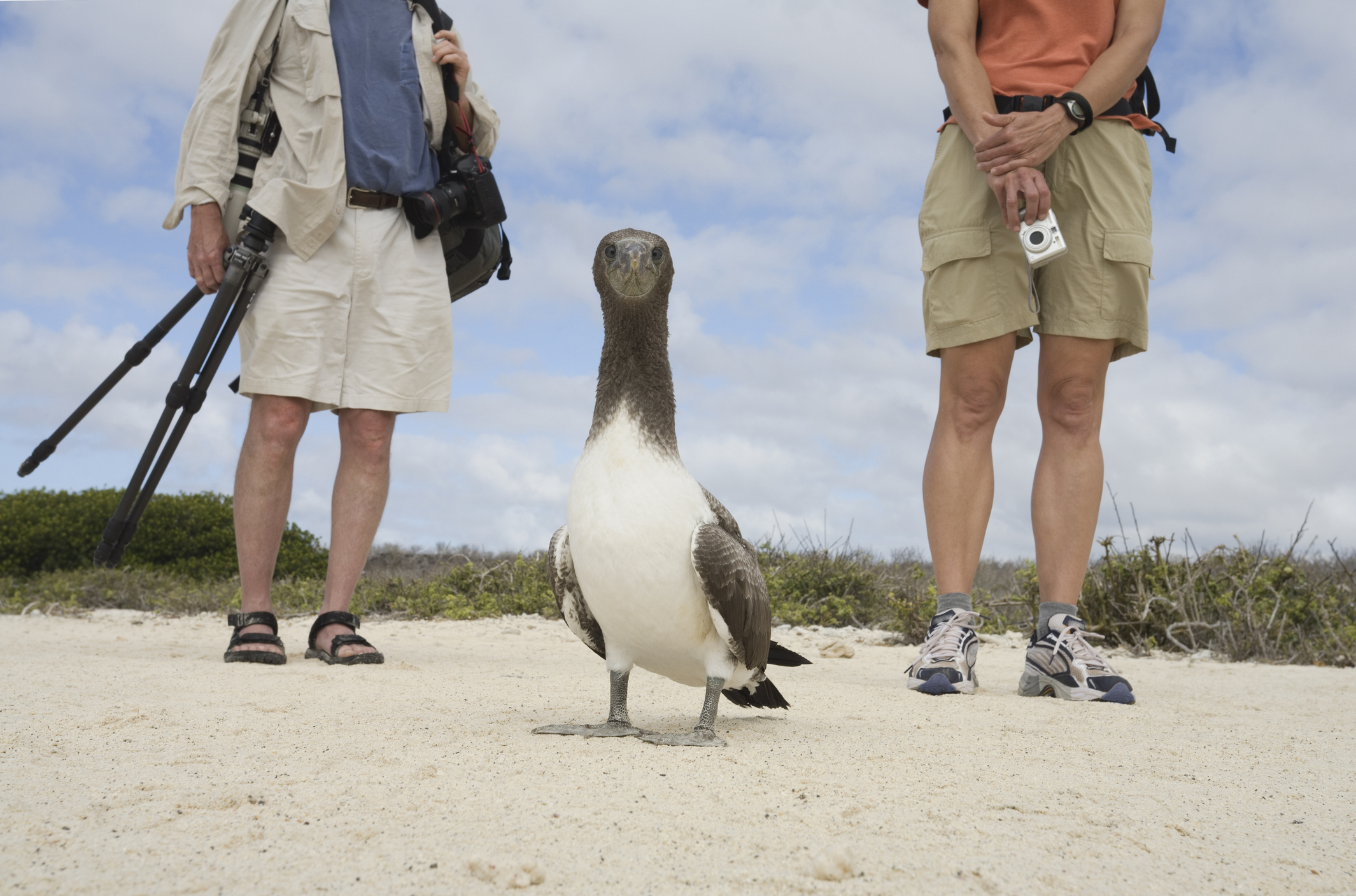 Two photographers stand near an Ecuadoran booby bird on the beach. Only the cameras and lower body is visible.