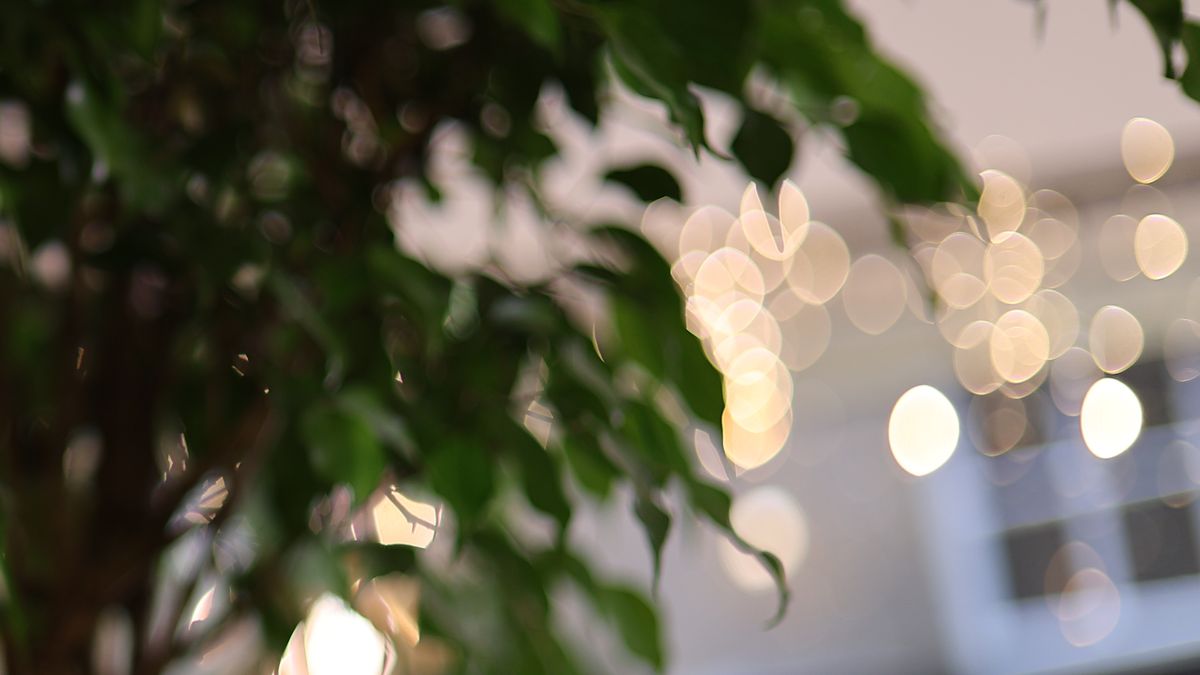 Canon RF 45mm f/1.2