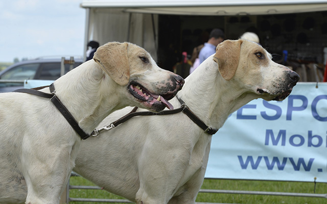 The Cottesmore put forward two quality hounds in Ponder and Postman 14 to take the modern foxhounds doghound couple class
