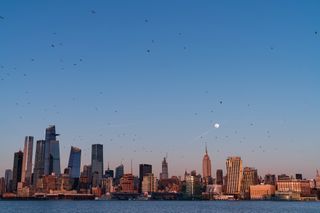 A flock of seagulls take off into the evening twilight as the almost-full Worm Moon glows over the New York City skyline, on March 8, 2020. 