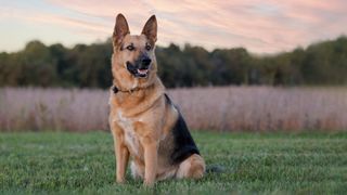 german shepherd sat in a field at sunset