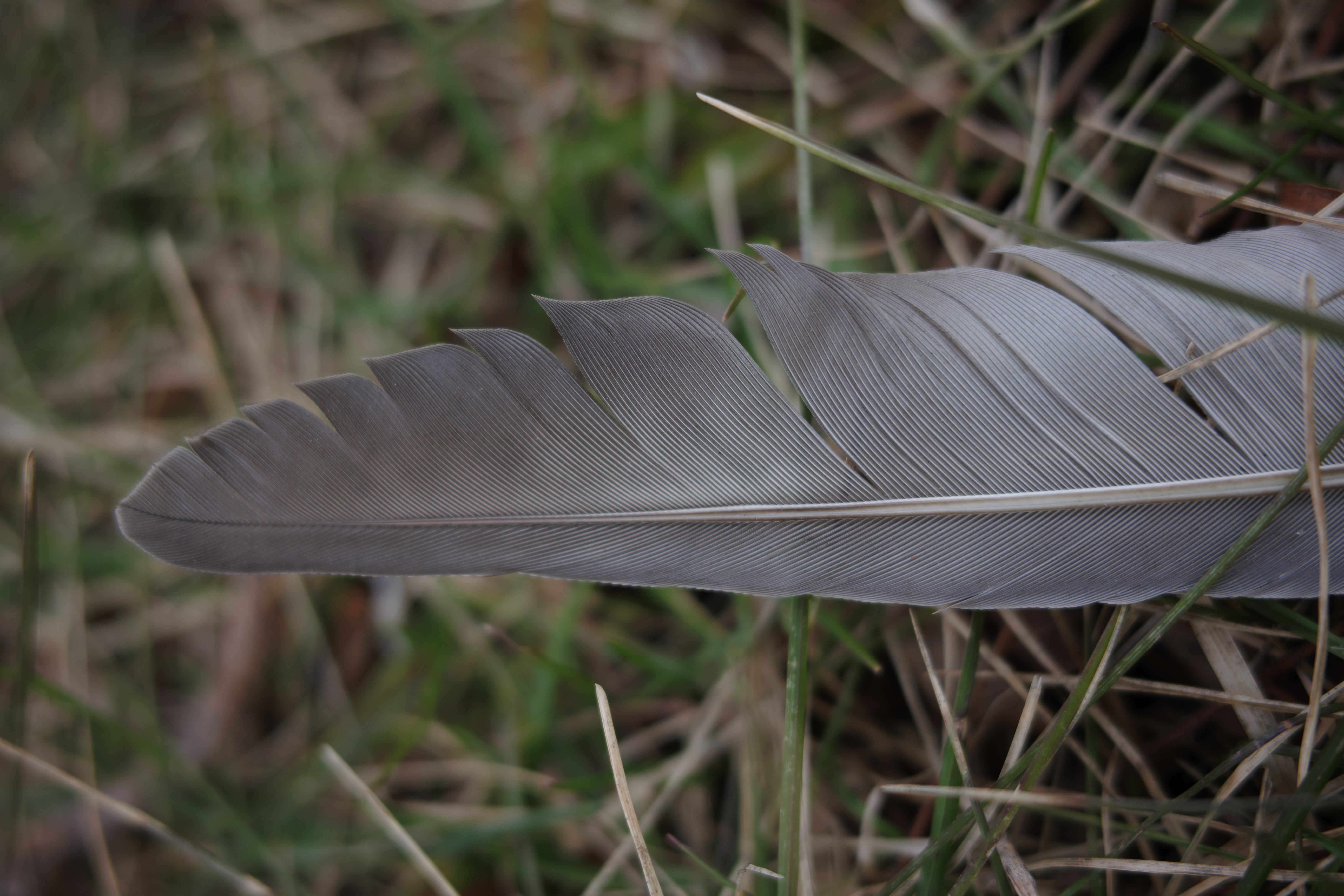 Image sample from the Ricoh GR IV HDF