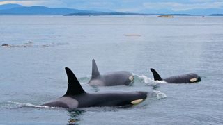 orcas-puget-sound